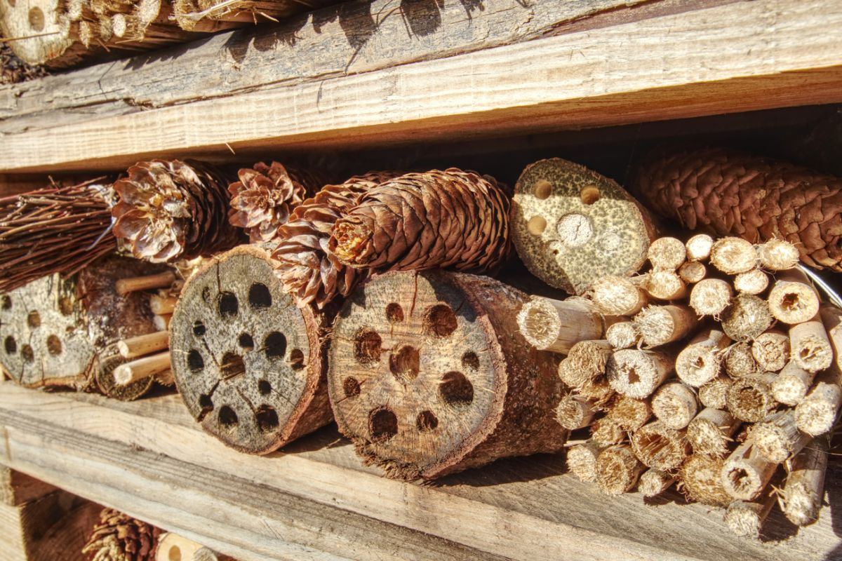 How to Make a Bug Hotel and Invite Fantastic Creatures into Your Garden